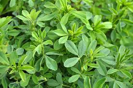Alfalfa Grass